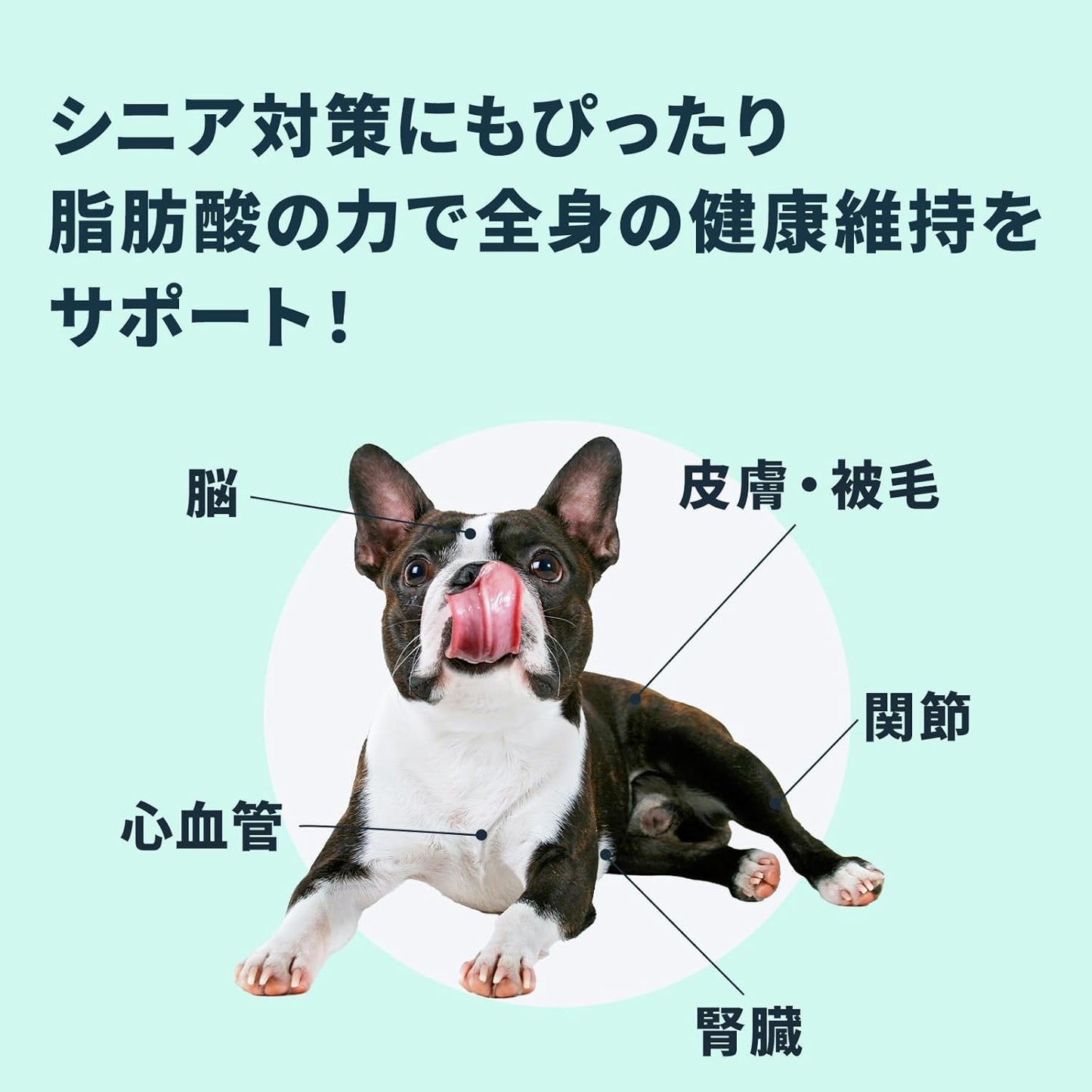 Vetz Petz 안티놀 플러스 강아지용 서플리먼트 (60캡슐)