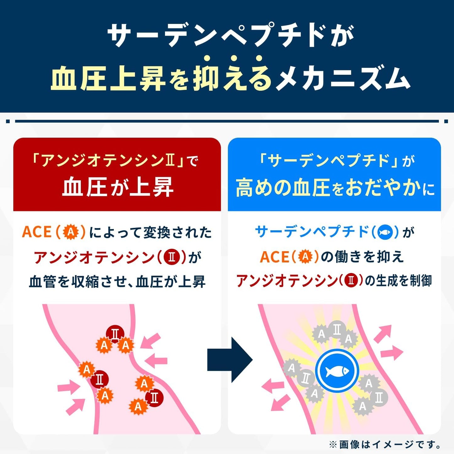 에자이 헬케어 혈압 서포트 토쿠호 30포 특정보건용식품 사딘펩타이드 혈압관리 건강식품